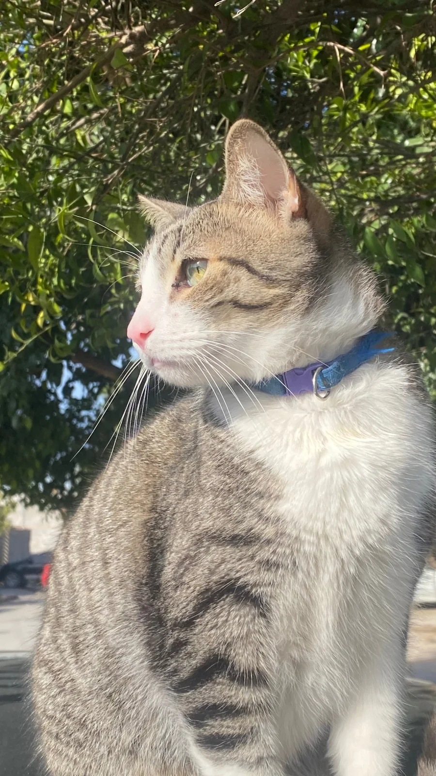 Morris mirando hacia un costado bajo un árbol