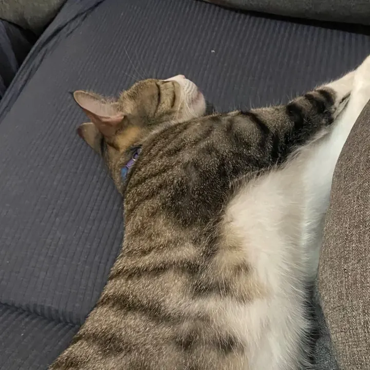 Morris dormido en el sillón