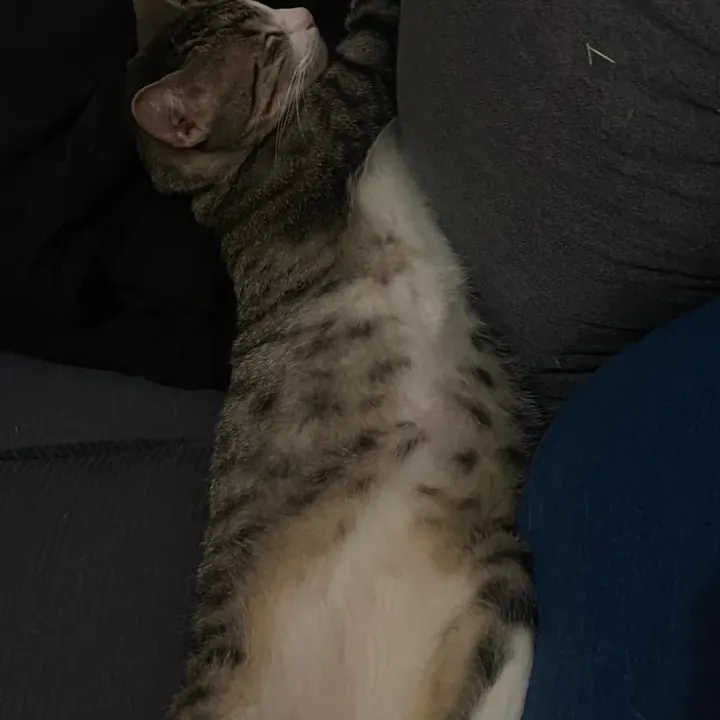 Morris durmiendo extendido