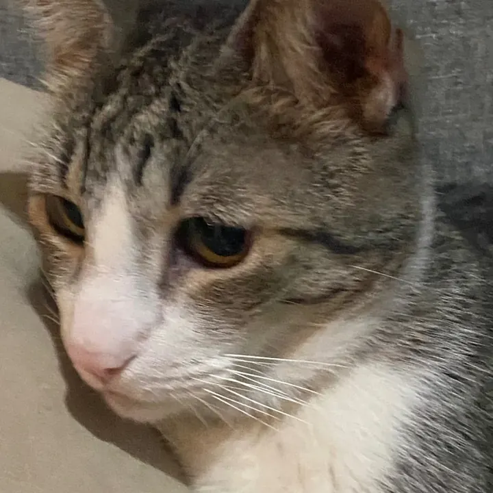 Morris observando con atención