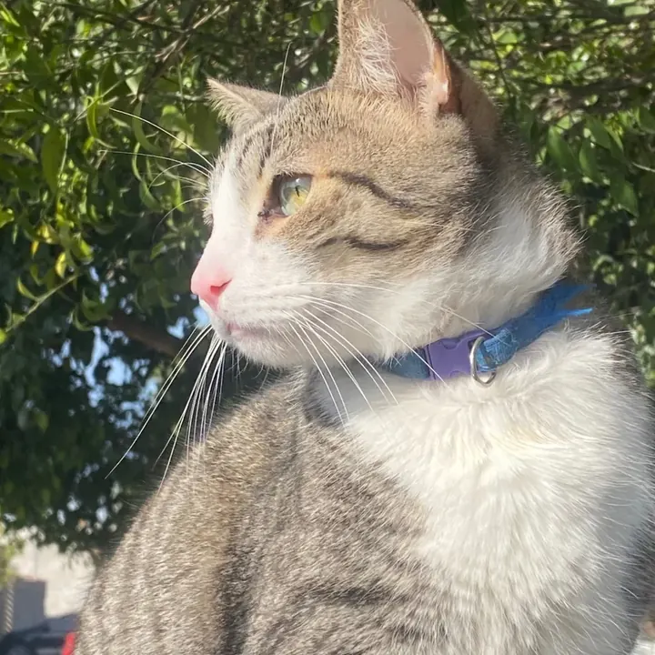 Morris al aire libre