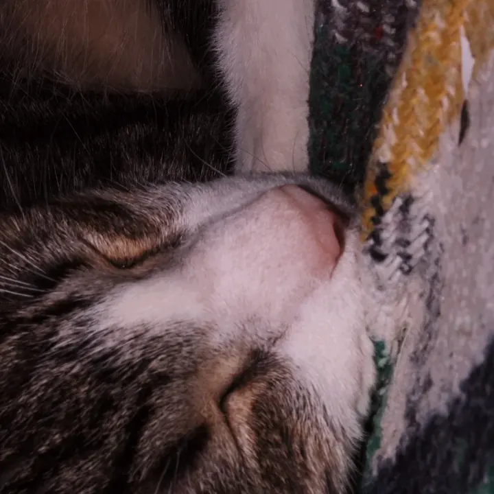 Morris dormido de cerca